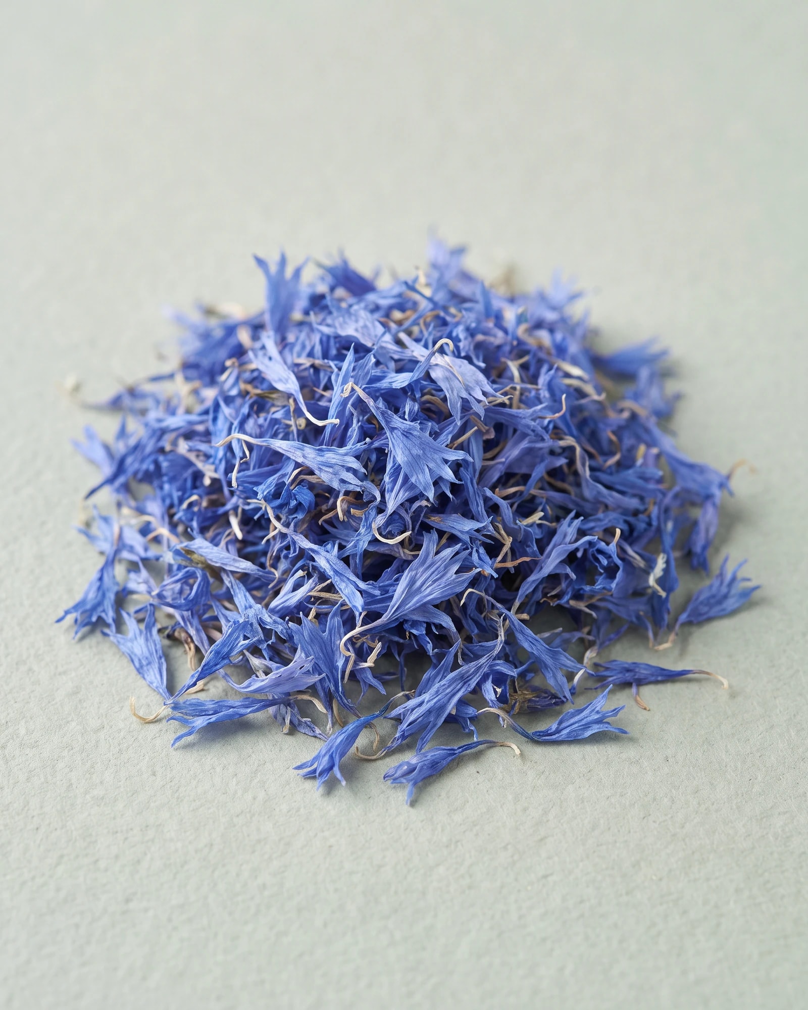 Blue Cornflower
